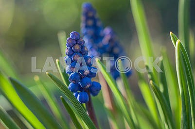 Muscari