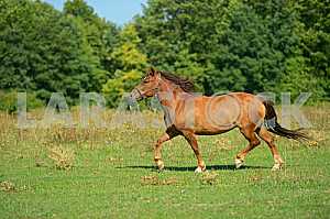 Horse
