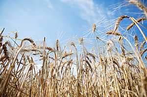 Wheat field