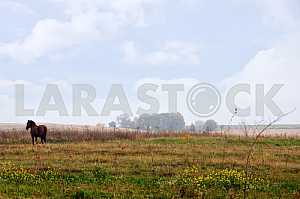 Horse on the autumn field