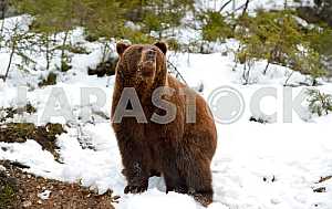 Brown Bear