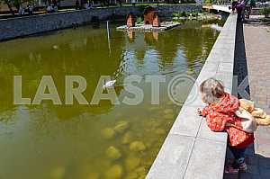 Girl looking at a swan in a pond