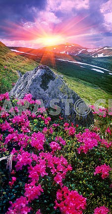 Rhododendrons of Carpathians