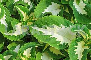 Decorative nettle