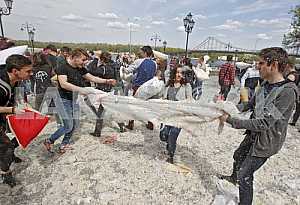 Pillow fight in Kiev