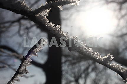 Winter in Poltava dendrological park