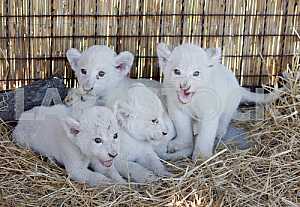 White lion cubs