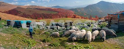 Transcarpathian pastures in autumn
