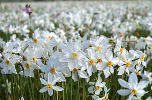 Narcissus Valley