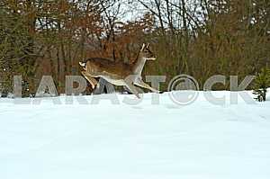 Deer