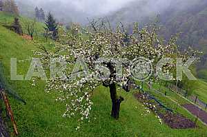 Blossoming apple tree on the hillside