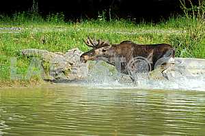 Elk out of the water on the beach