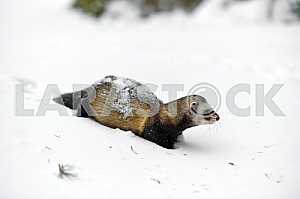 Forest polecat