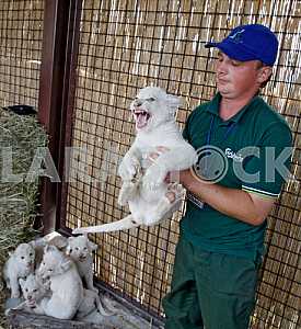 White lion cubs