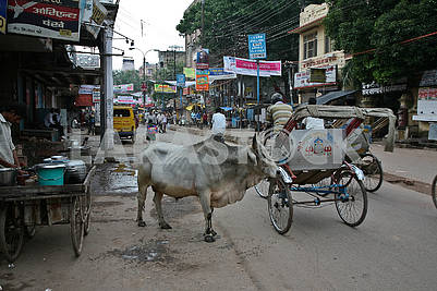 The sacred animal of India on the central street of Varanasi.