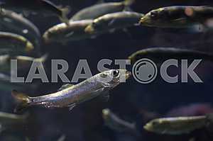 Pacific herring (Clupea pallasii),