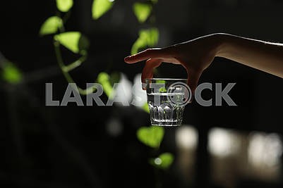 Woman hands isolated, holding a glass of water on a dark background with green leaves. the sun's rays fall on the glass. healthy morning