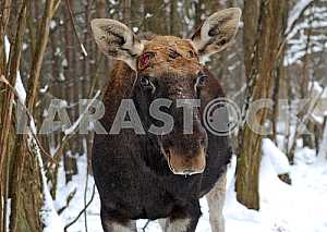 Elk