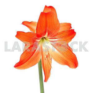 Hippeastrum Lilies blooming red Hippeastrum