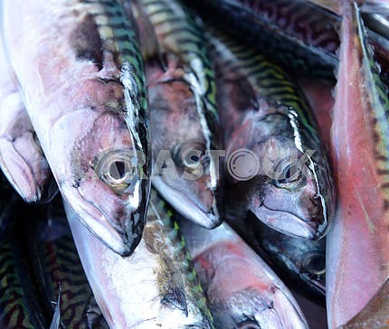 Fresh mackerel fish on ice