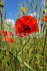 Poppy