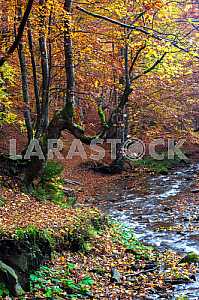 Autumn landscape