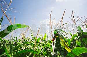 Maize