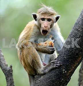 Portrait of Macaque in the savannah