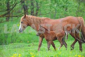 Horse