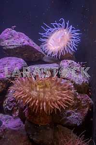Сrimson anemones(сribrinopsis fernaldi), close-up