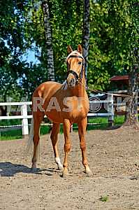 Tribal young stallion at the racetrack