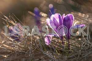 Crocus - genus of herbaceous perennials kasatikovyh family.