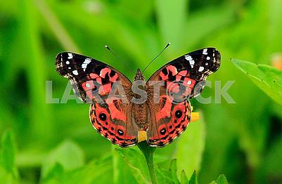 Brazilian Painted Lady Butterfly