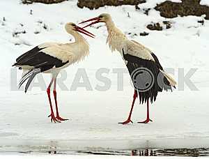 Stork in the winter