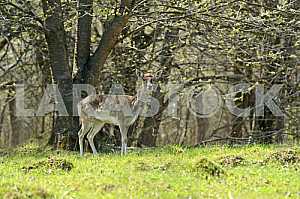 Young deer