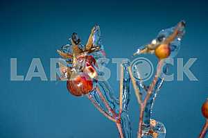 Red, rose hips on a branch covered with ice on against the blue sky