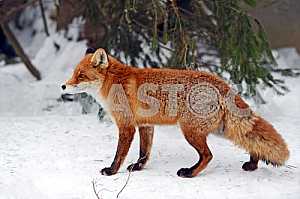 Portrait of red fox