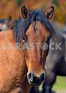 Carpathian horse on the farm