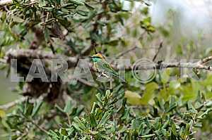 Bee-eater