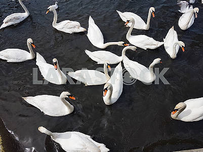 A Group of Swans