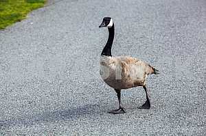 Canadian goose shoted close-up on asphalt