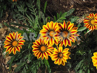 Gazania flowers