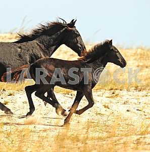 Black Horse and Foal