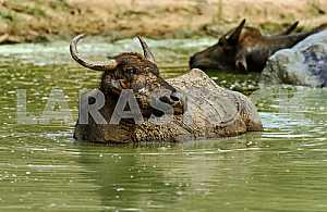 Buffalo in Sri Lanka