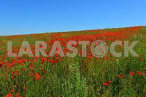 Poppy