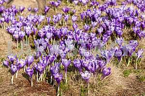 Crocus - genus of herbaceous perennials kasatikovyh family.