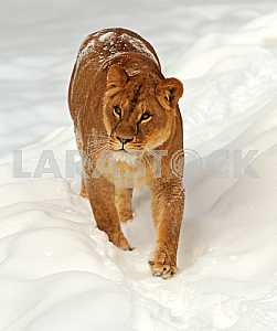 Lion in a natural habitat