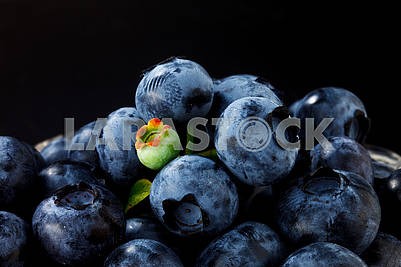 Blueberry Berries