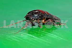 Samarkand Cockroach