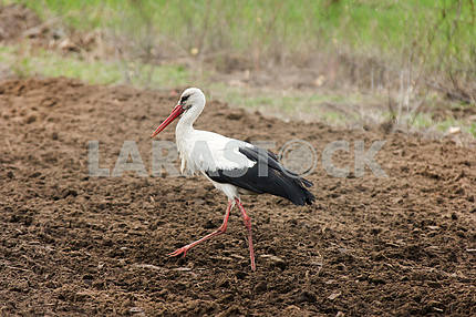 White stork on the spring field